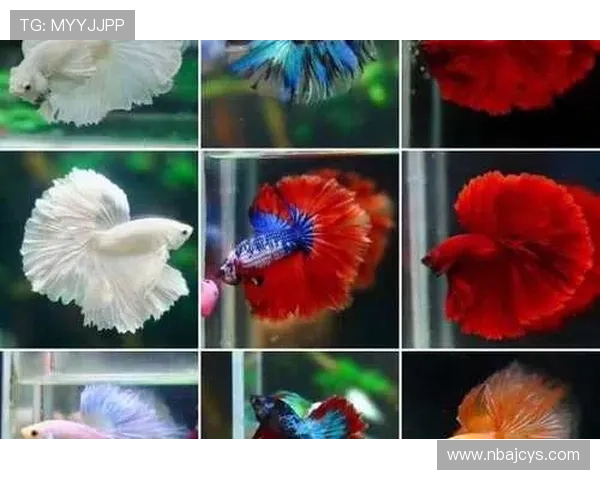 搏鱼体育在线娱乐平台支持多种支付方式,快速存取款流程,确保玩家资金安全与交易的便捷性 搏鱼体育在线娱乐平台支持多种支付方式,快速存取款流程,确保玩家资金安全与交易的便捷性